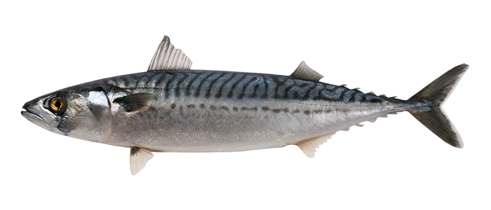 Fishing Kerry Fish Mackerel