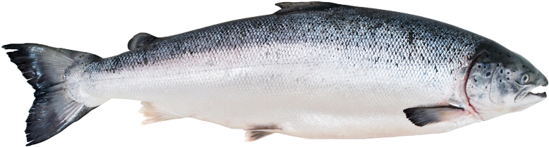 Fishing Kerry Fish Atlantic Salmon